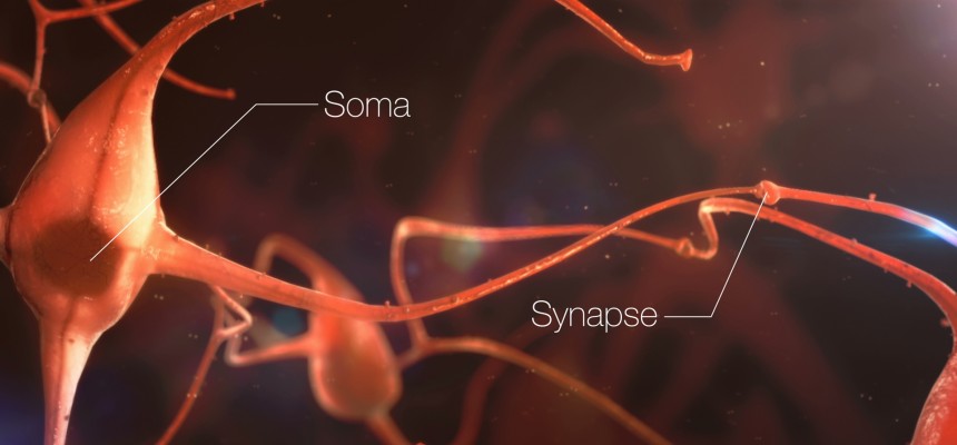 Alzheimer : nouveau regard sur les protéines grâce à la vision en 3D des synapses Alzheimer : nouveau regard sur les protéines grâce à la vision en 3D des synapses
